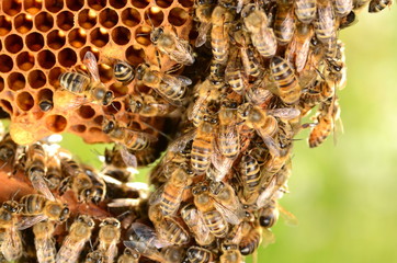 Pszczoły na plastrze miodu w pasiece wiosną - obrazy, fototapety, plakaty