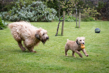 Dogs Running and Playing