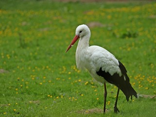 Weißstorch (Ciconia ciconia) auf Wiese