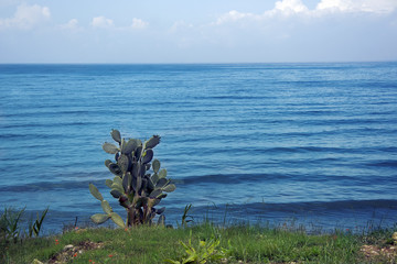 cactus on a background of blue sea