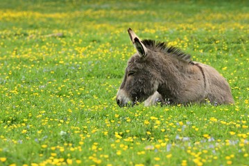 Ruhender Esel auf Frühlingswiese
