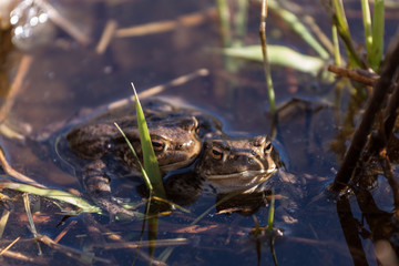 Frösche im Wasser