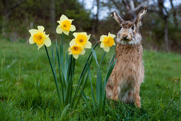 Hase