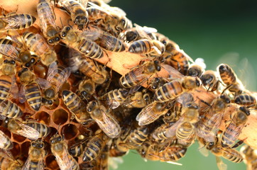 Pszczoły na plastrze miodu w pasiece wiosną - obrazy, fototapety, plakaty