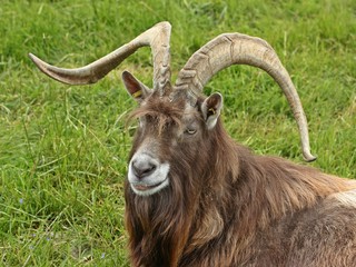 Thüringer Waldziegenbock