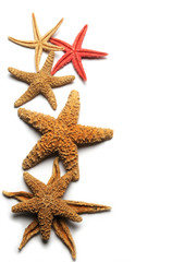 Estrellas de mar Starfish Étoile de mer Sea stars Stelle di mare