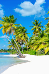 Caribbean beach with white sand and palm trees