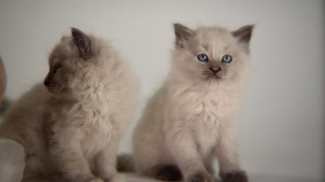 Three Persian kittens being cute and wandering around the shot