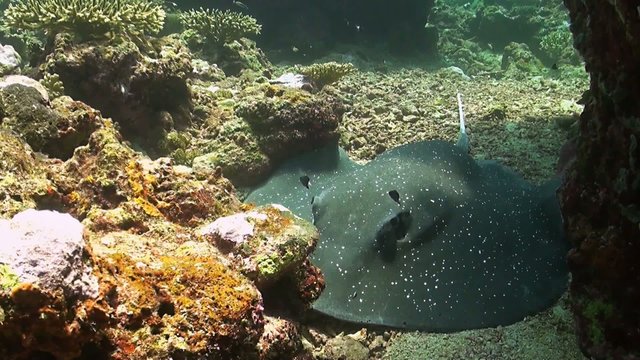 Whiptail Stingray