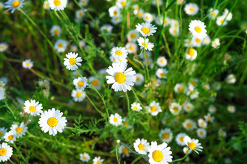 Fototapeta premium Daisies