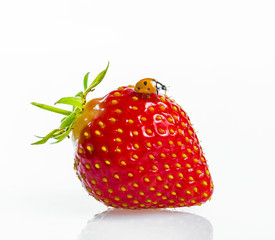 fraise avec bête à Bon Dieu