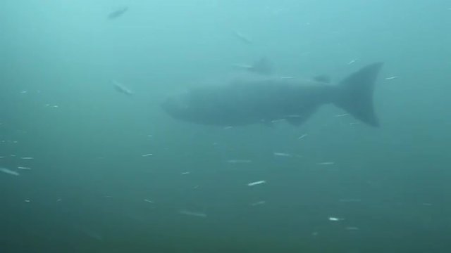 Salmon Swimming Underwater