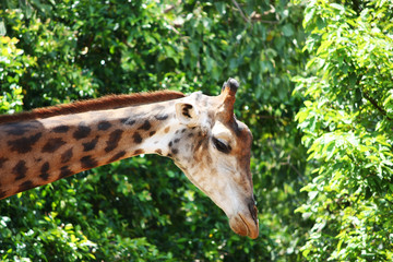 Giraffe, tall, trees, green, zoo, wildlife