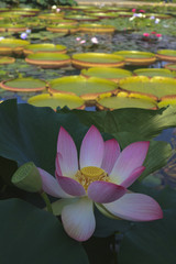 Lotosbl&uuml;te mit Stempel