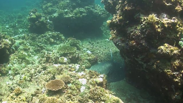 Whiptail Stingray on a coral reef