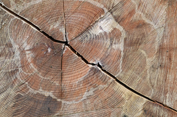 altes holz