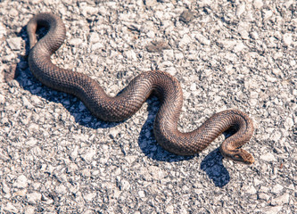 Snake - Vipera Berus
