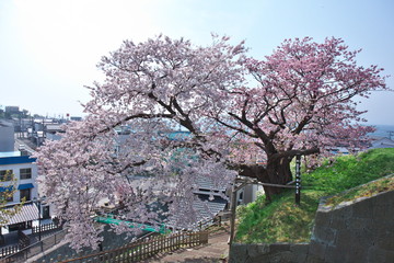 Fototapeta na wymiar 夫婦桜