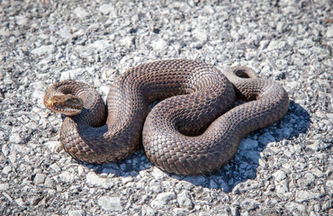 Snake - Vipera Berus