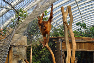 Affe h&auml;ngt am Zaun