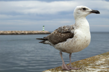 Seagull at Lagos Harbour, Algarve, Portugal