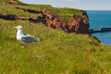 Berg auf Insel mit Möwe