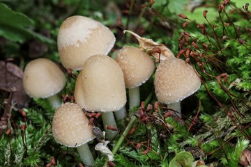 Mushrooms