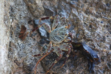 Krab © agatop