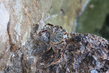 Krab © agatop