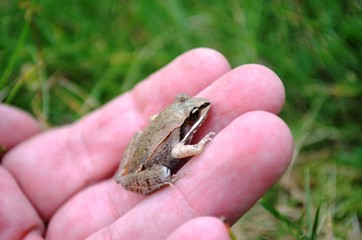 Small friendly frog in my hand