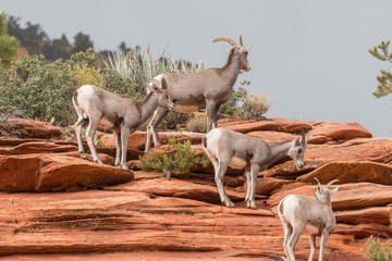 Desert Bighorn Sheep