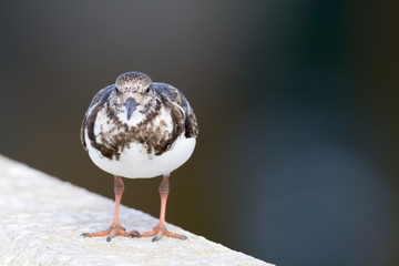 Ruddy Turnstone