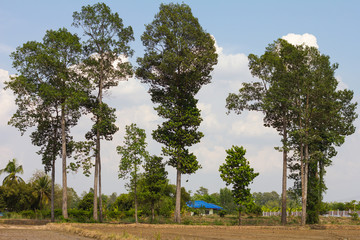 Rubber trees near houses