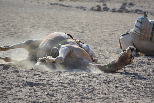 Tarzający się dromader