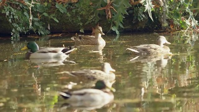 Close up shot of ducks swimming in the pond in the park during the day