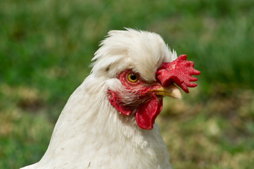 Dwarf tufted hens.