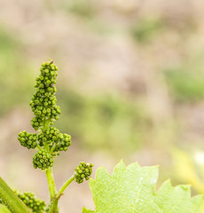 grapes in the vineyard in springtime