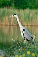 Blue heron  (Ardea cinerea)