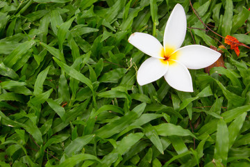 White plumeria and green grass background