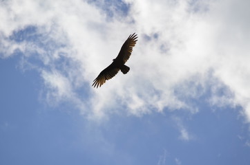 Soaring Turkey Vulture (Cathartes aura) 