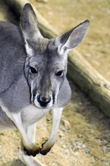 Australian Western Grey Kangaroo in Natural Setting.