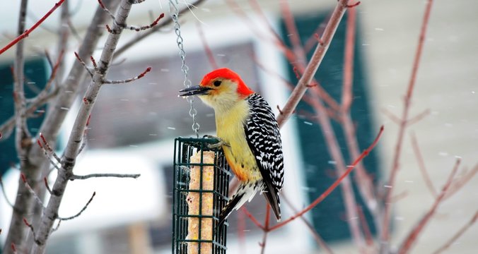 Red-bellied Woodpecker (Piciformes Picidae)