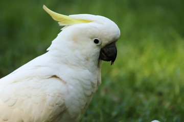cockatoo