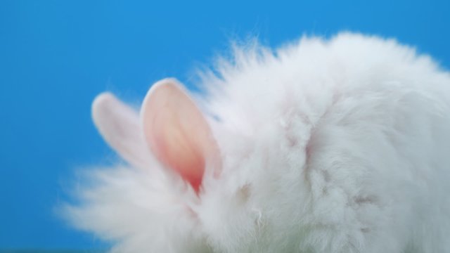 Cute fluffy bunny looks around