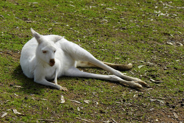 White Albino Australian Western Grey Kangaroo in Natural Setting © millefloreimages