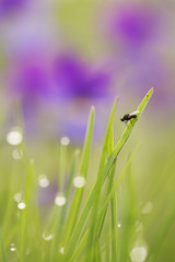 Small fly resting on grass, early morning