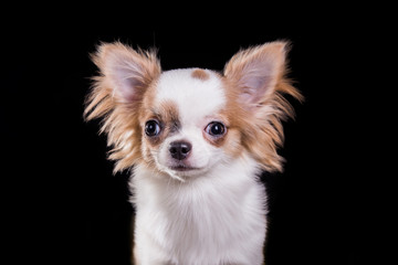 Chihuahua dog