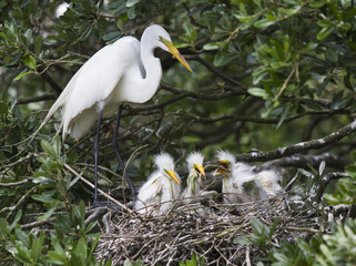 Great Egret Birds and Babies Nesting