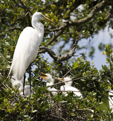 Great Egret Birds and Babies Nesting