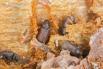Lesser spruce shoot beetle, Hylurgops palliatus on wood